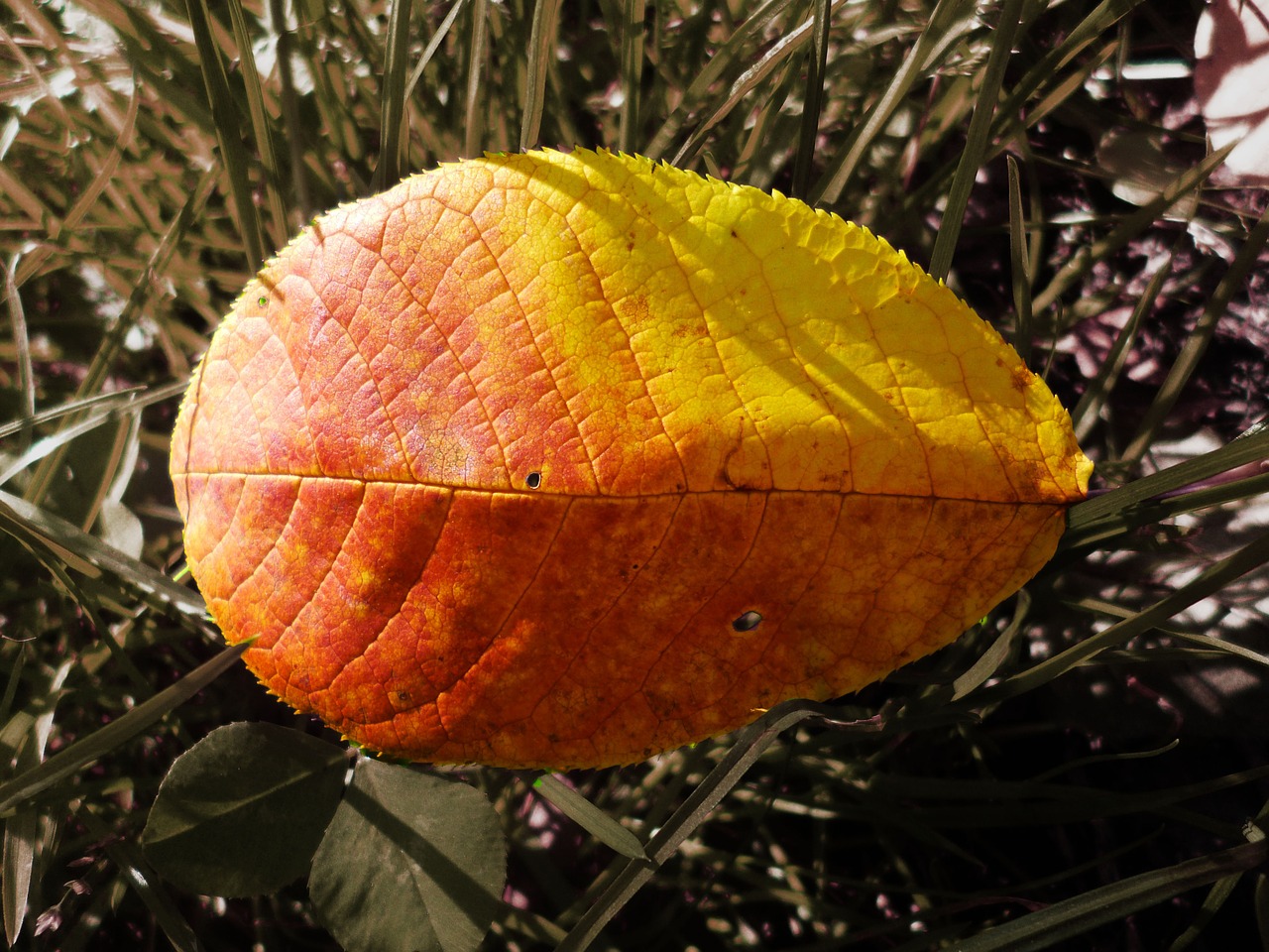 nature yellow orange free photo