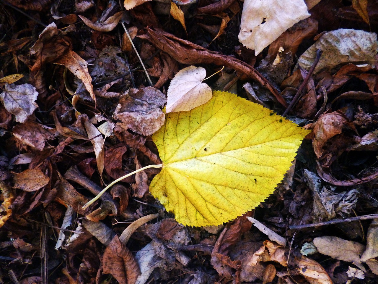 sheet autumn nature free photo