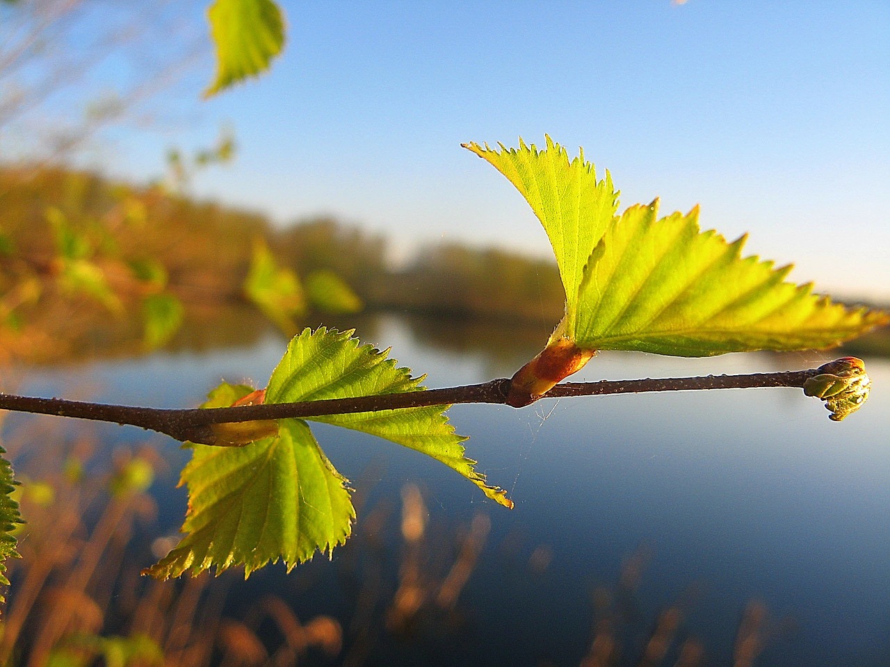 sheet leaves spring free photo