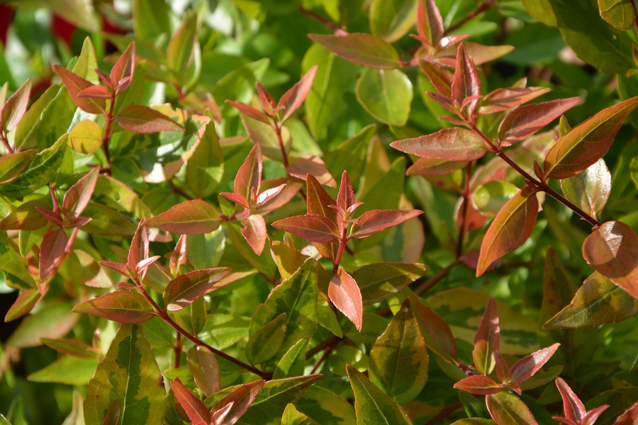 sheet abélia foliage plants free photo