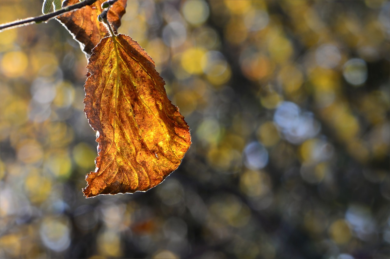 sheet in the autumn fall color leaves free photo