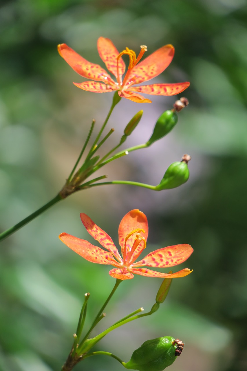 shegan  flower  plant free photo