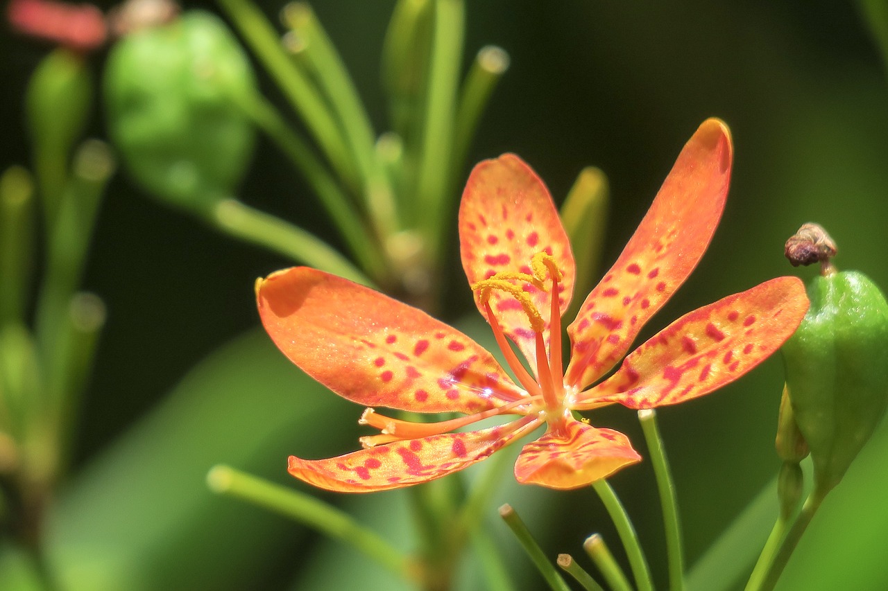 shegan  flower  plant free photo