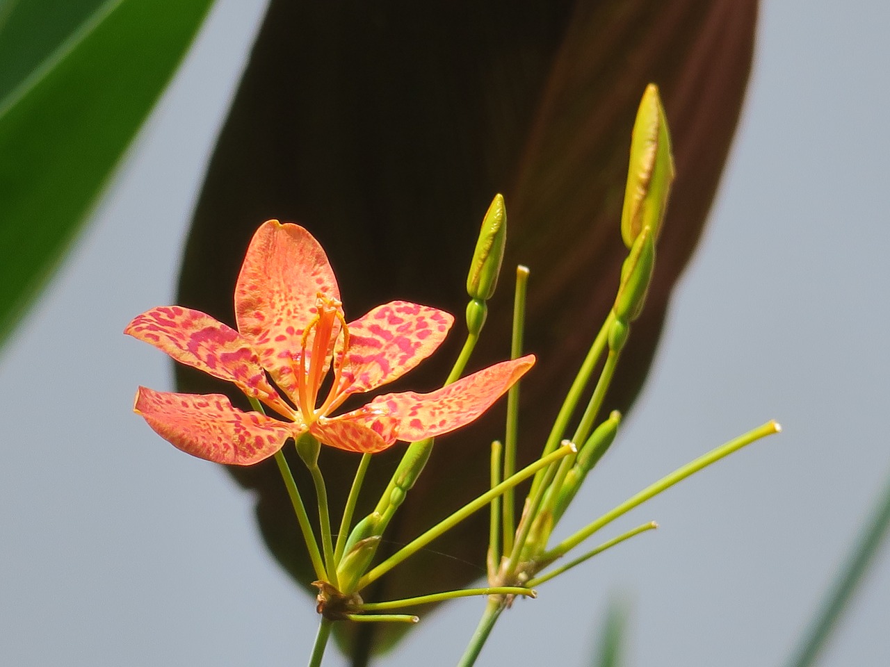 shegan  flower  plant free photo