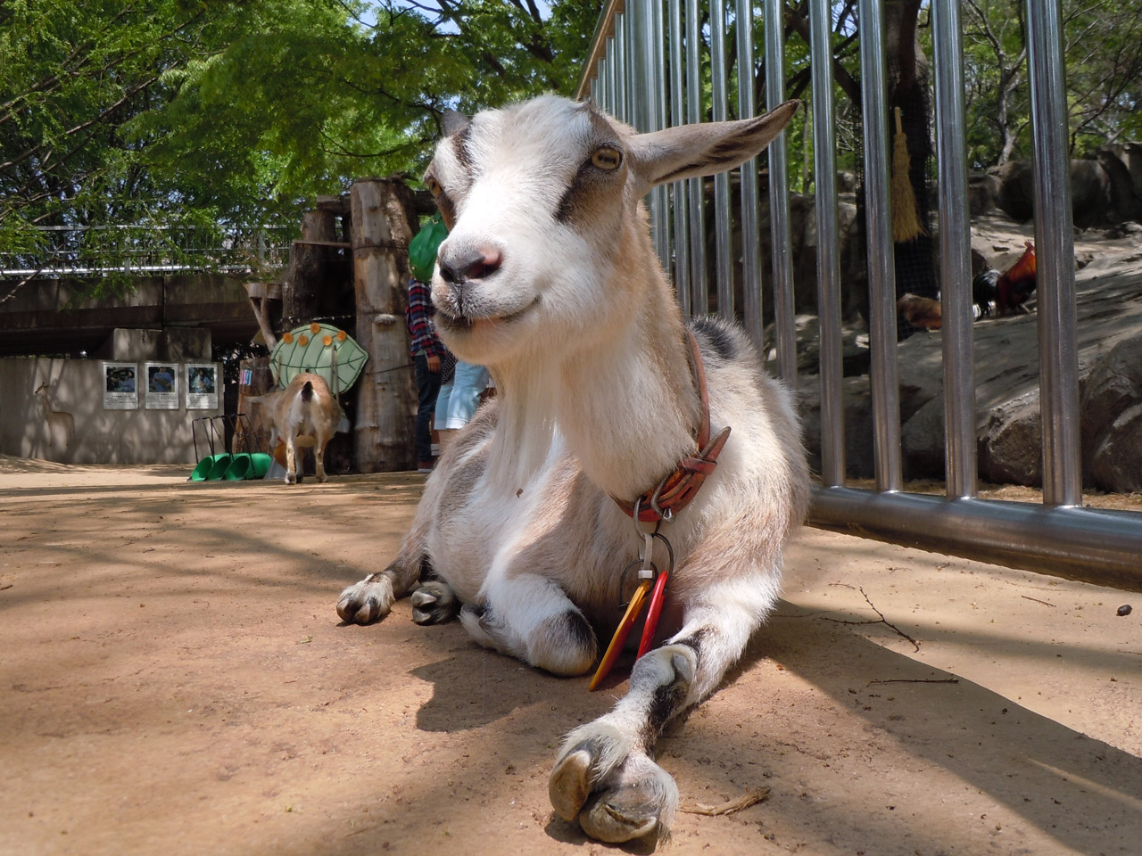 she‐goat goat zoo free photo