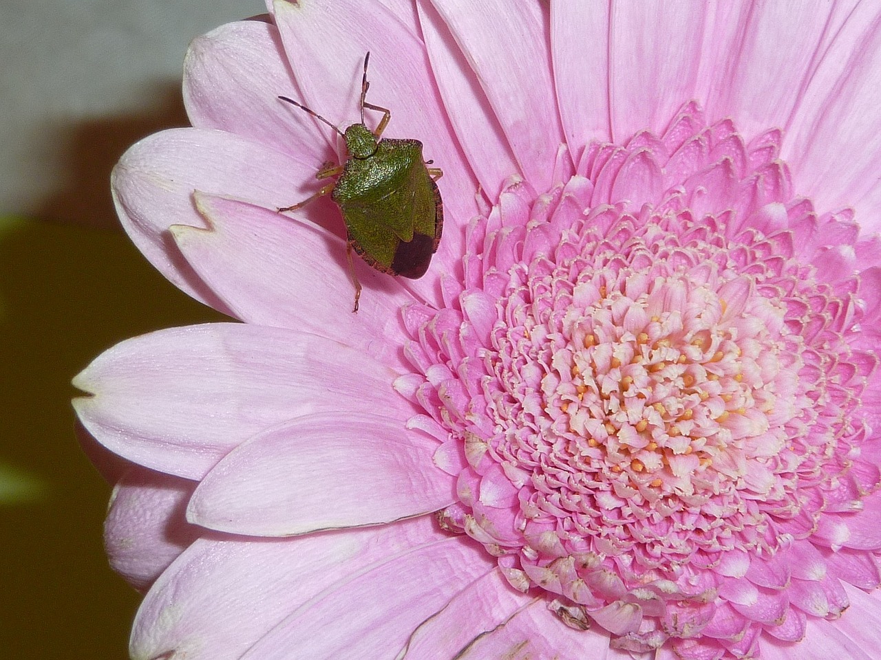 sheildbug insect nature free photo