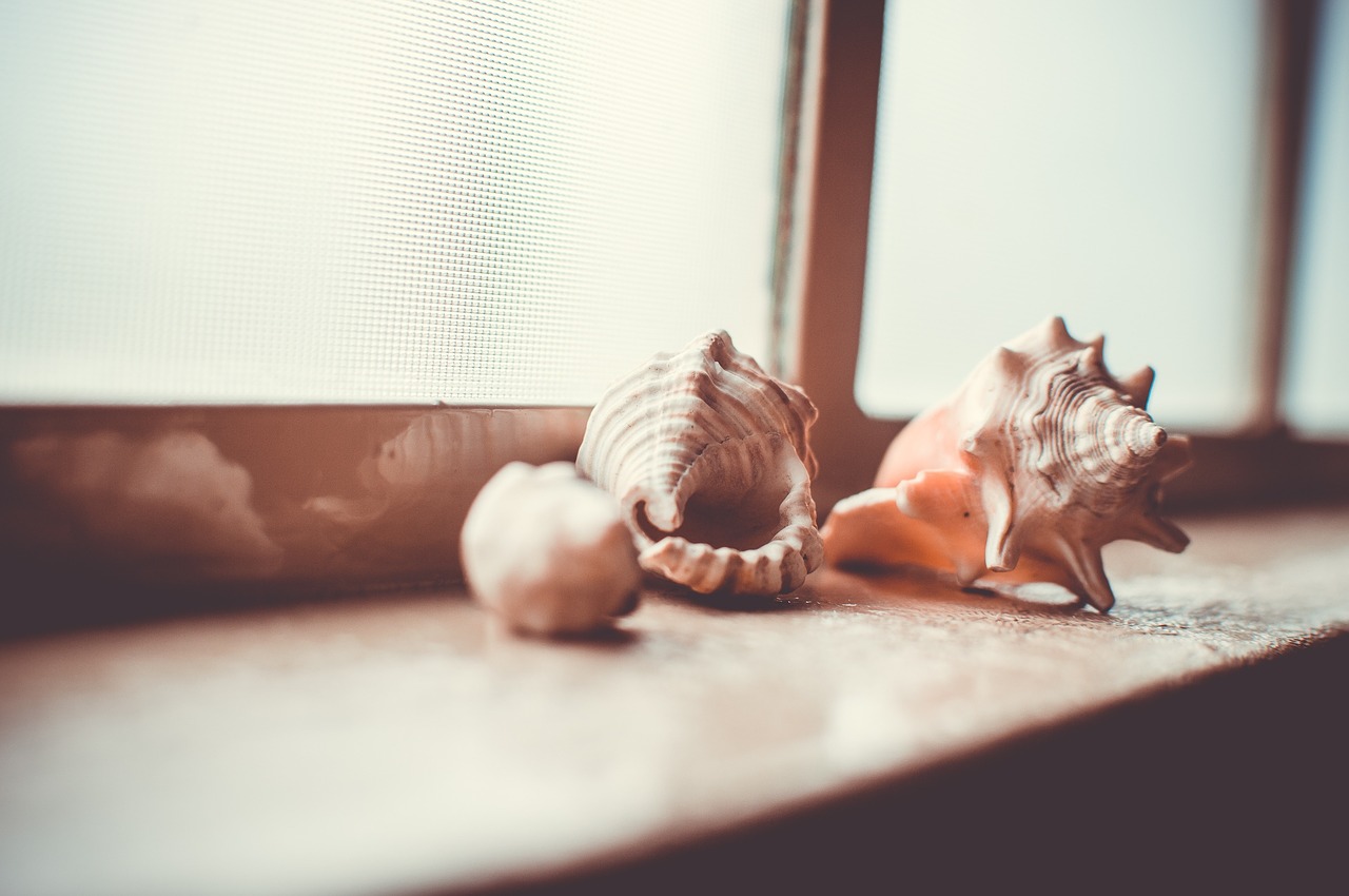 shelf collection shells free photo