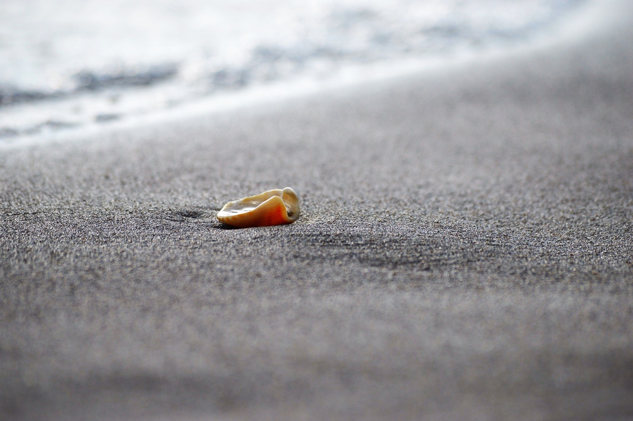 shelf sand sea free photo