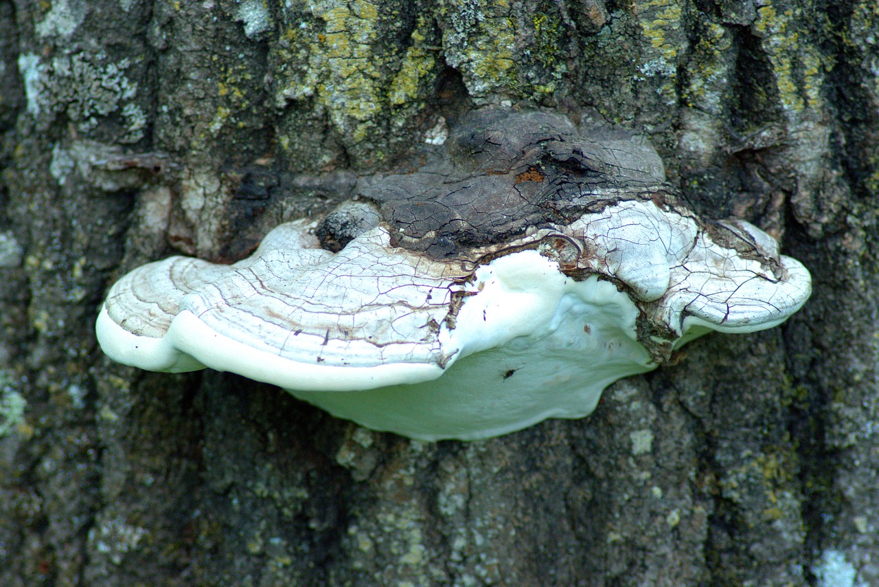 shelf fungus on tree  fungus  fungi free photo