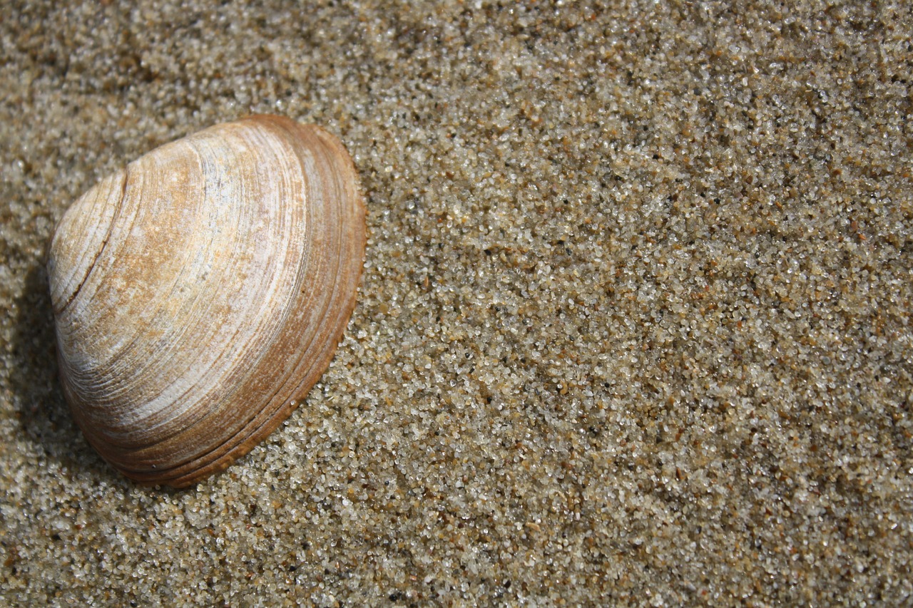 shell sand summer free photo