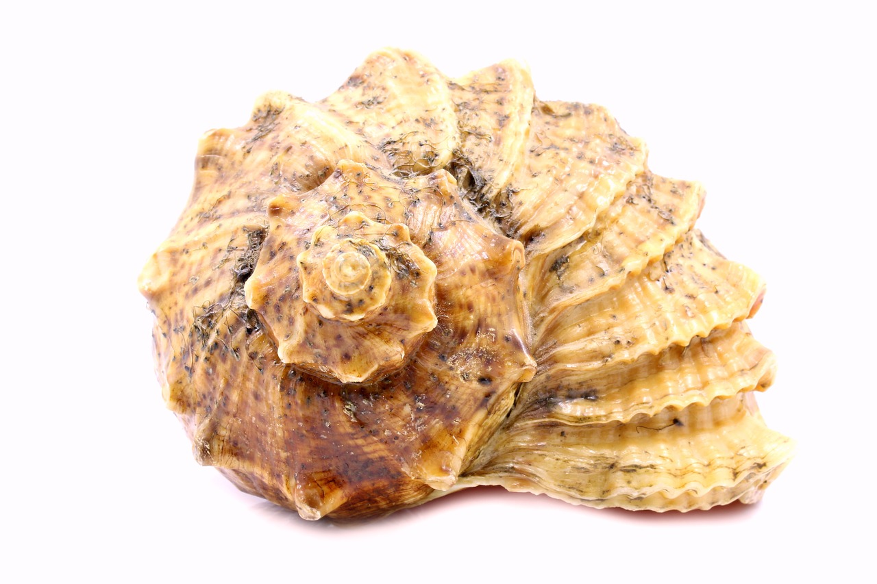 shell sea rare free photo