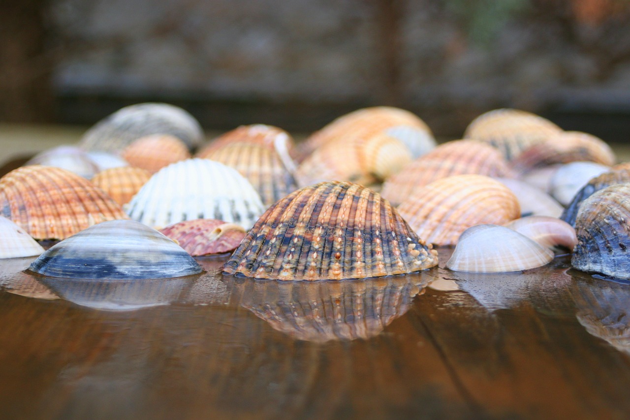 shells sea ocean free photo