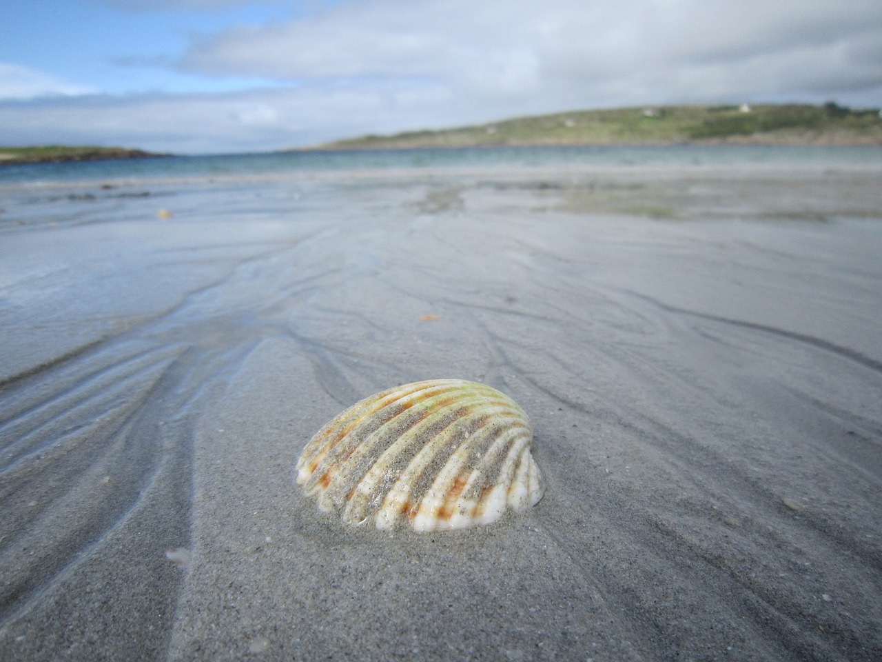 shell sand beach free photo