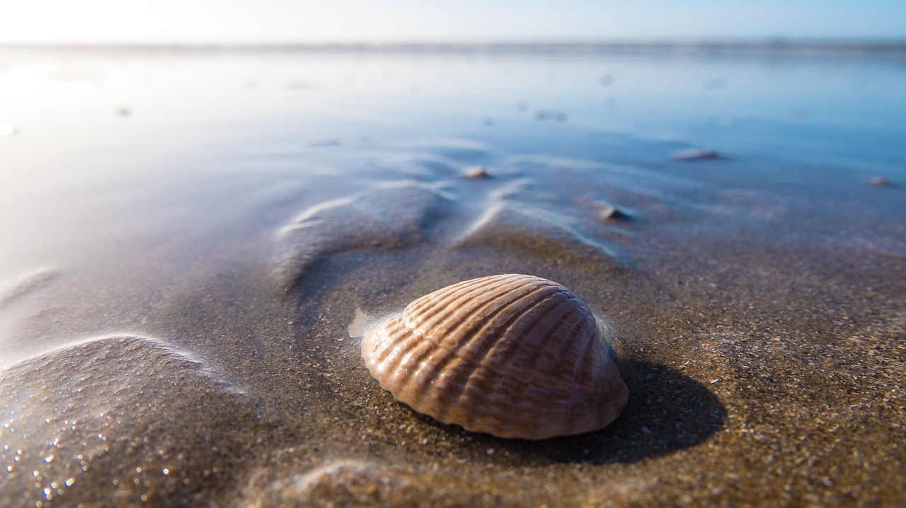 shell seaside seashore free photo