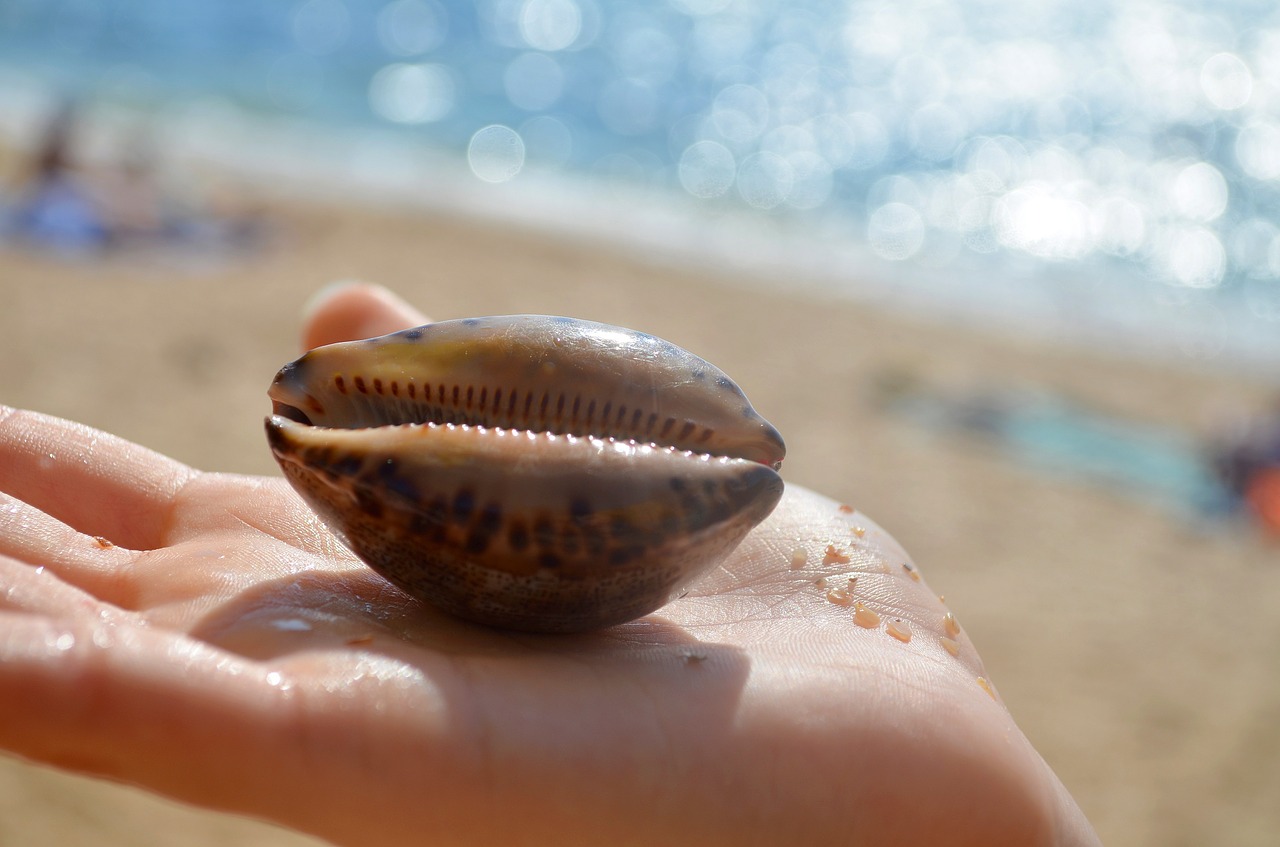 shell sea seashells free photo