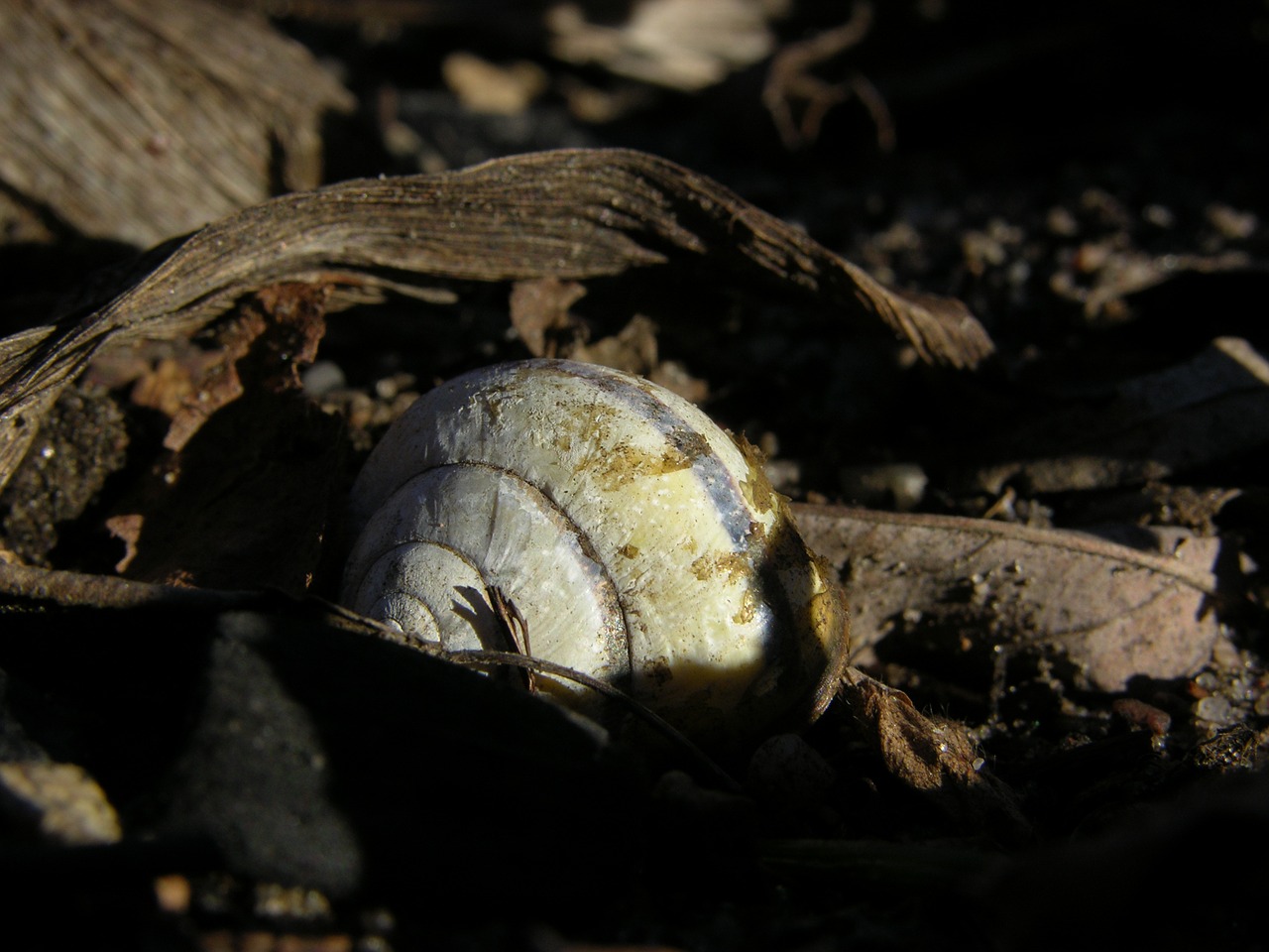 shell old leaves sun free photo