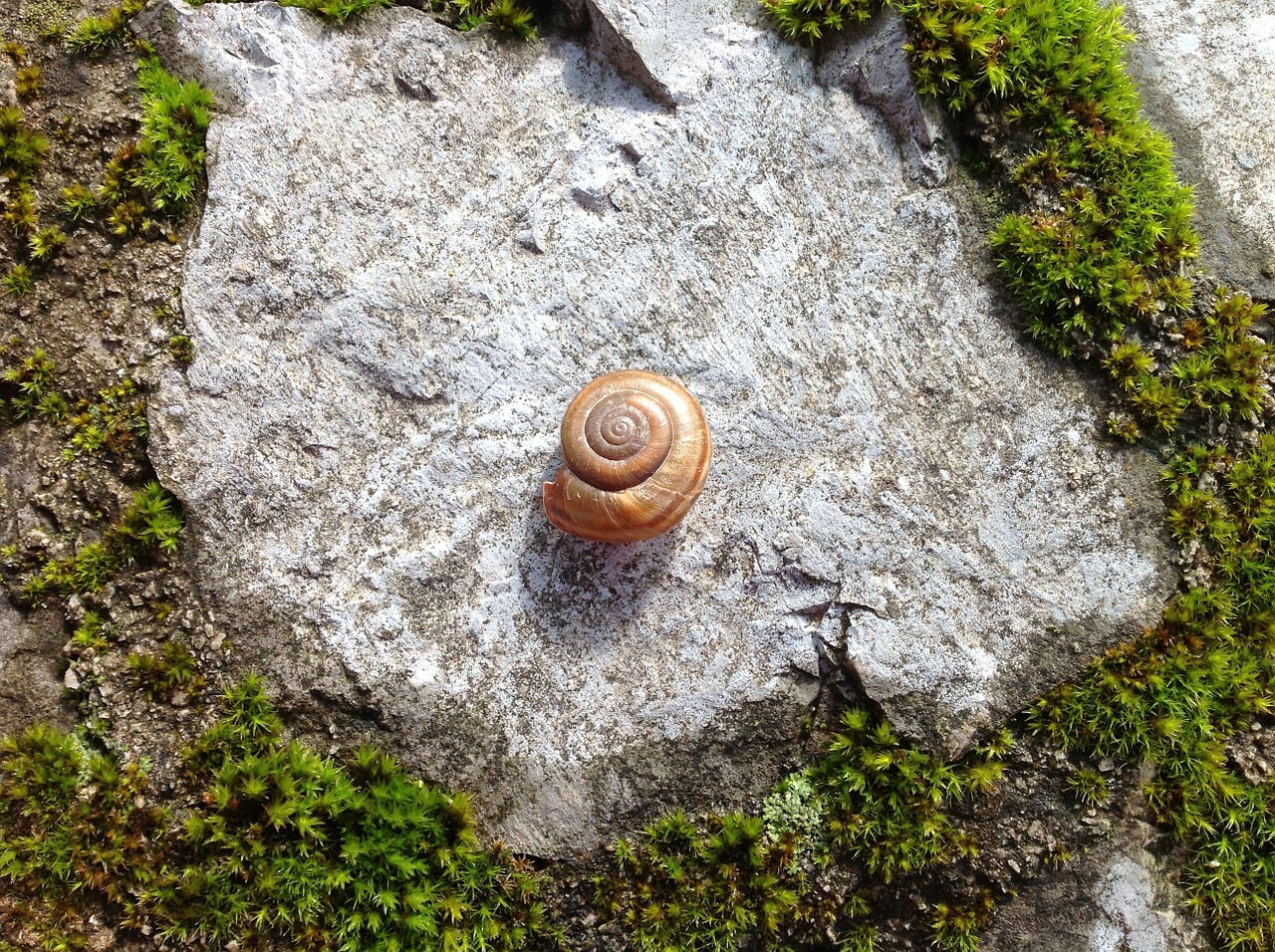 snail shell decoration free photo