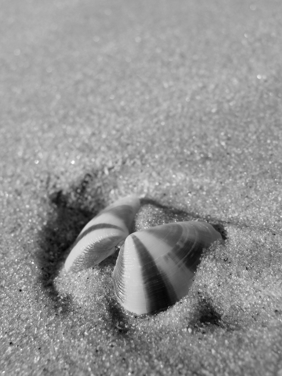 shell sea summer free photo