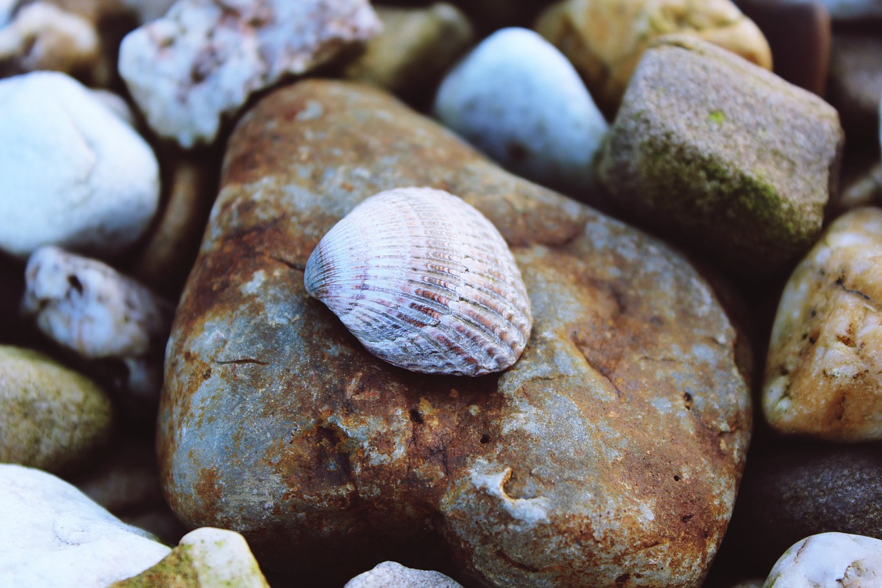 shell stones nature free photo