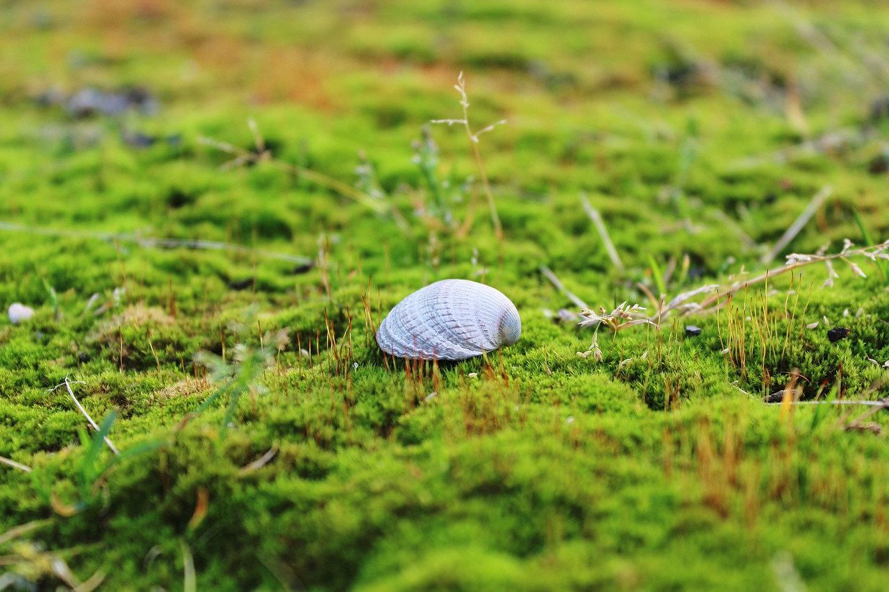 shell moss ground free photo