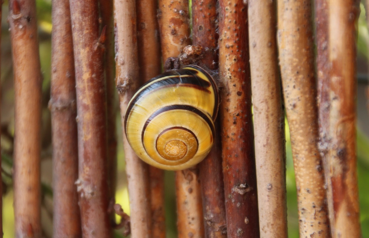 shell snail spiral free photo