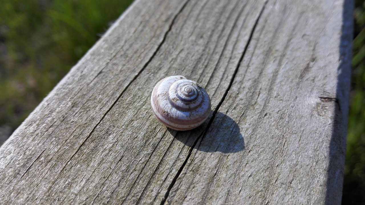 shell snail nature free photo