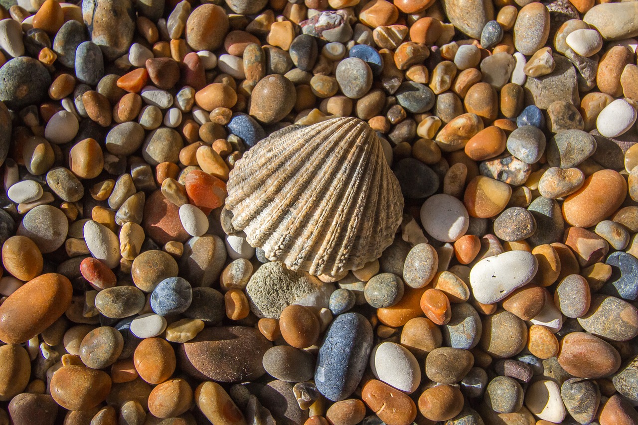 shell ocean rhinestones free photo