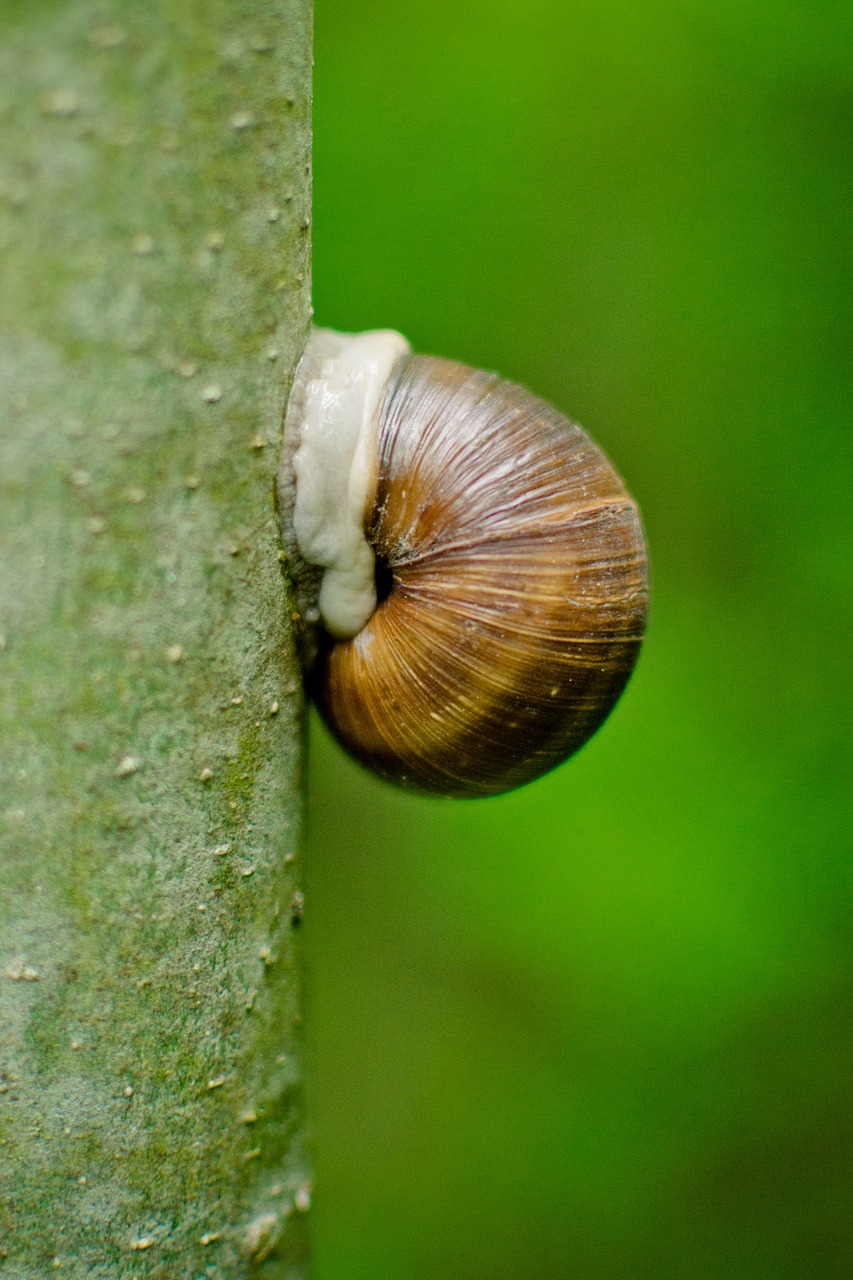 shell house snail log free photo