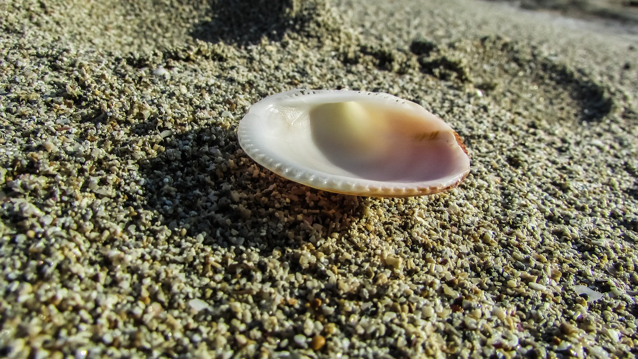 shell sand beach sand free photo