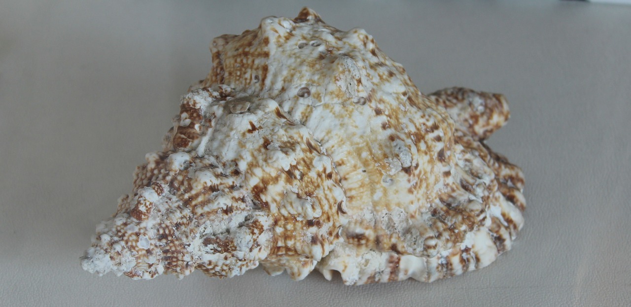 shell sea clam free photo