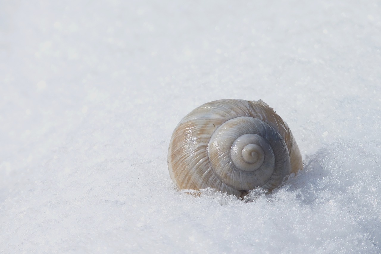 shell snow nature free photo