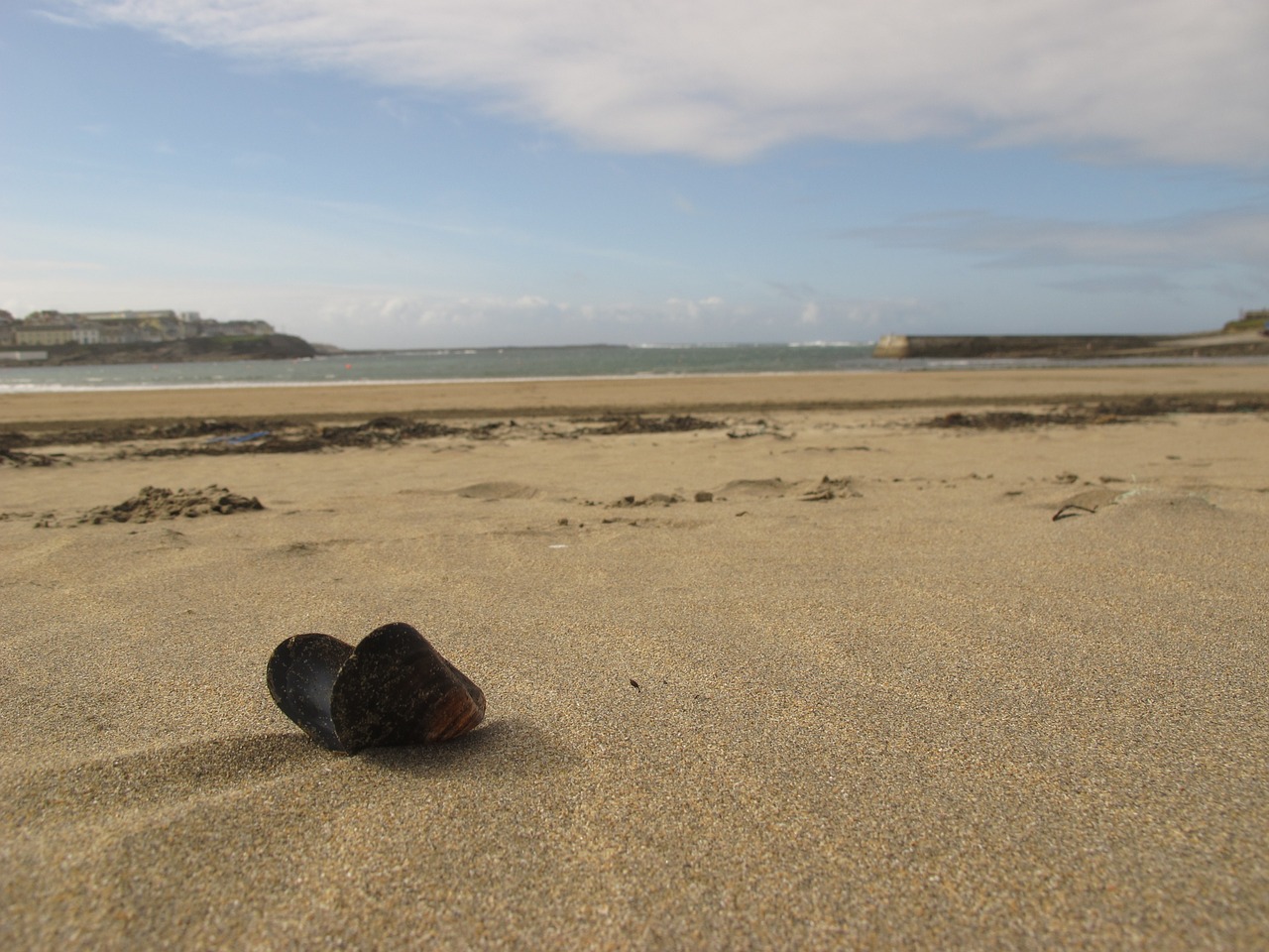 shell sea sand free photo