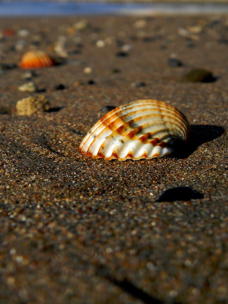 shell sea sasa free photo