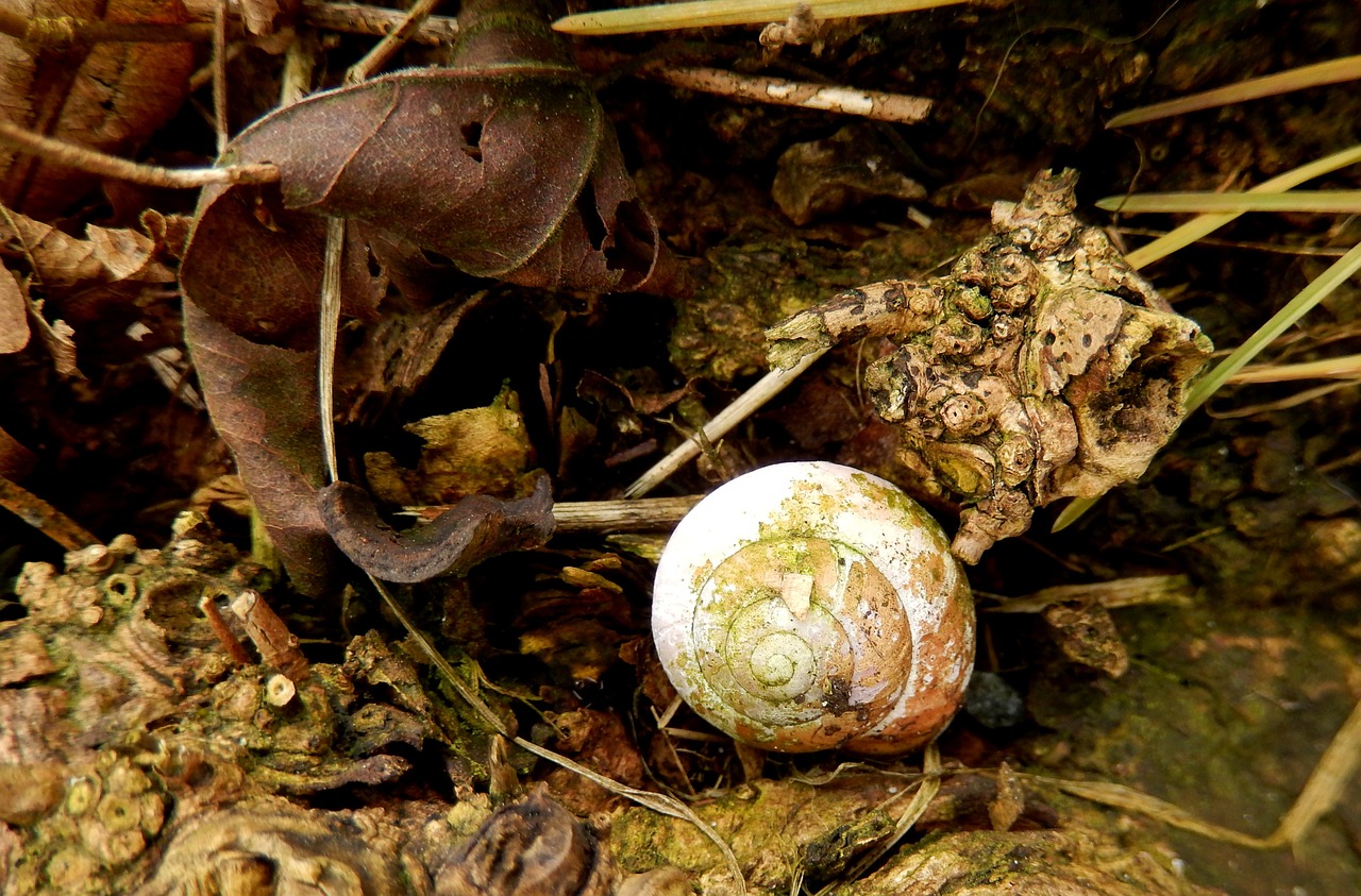 shell nature leave free photo