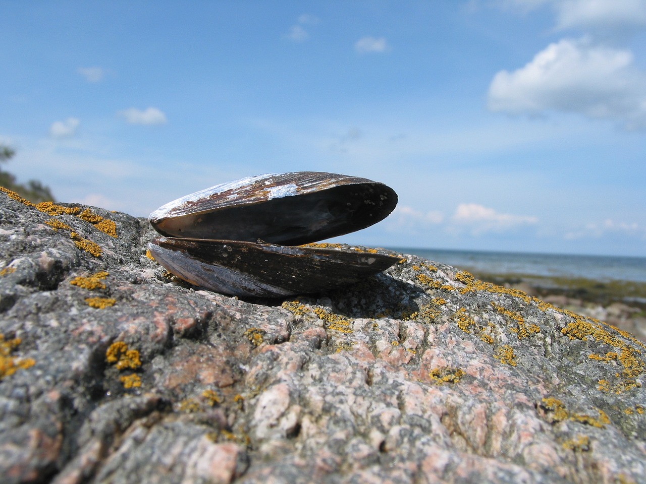 shell sea baltic sea free photo