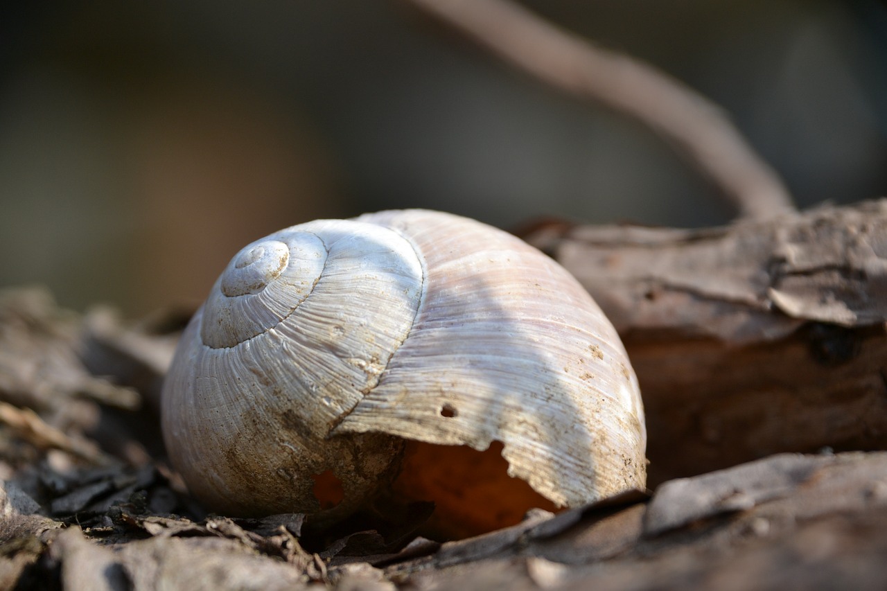 shell snail shell branch free photo