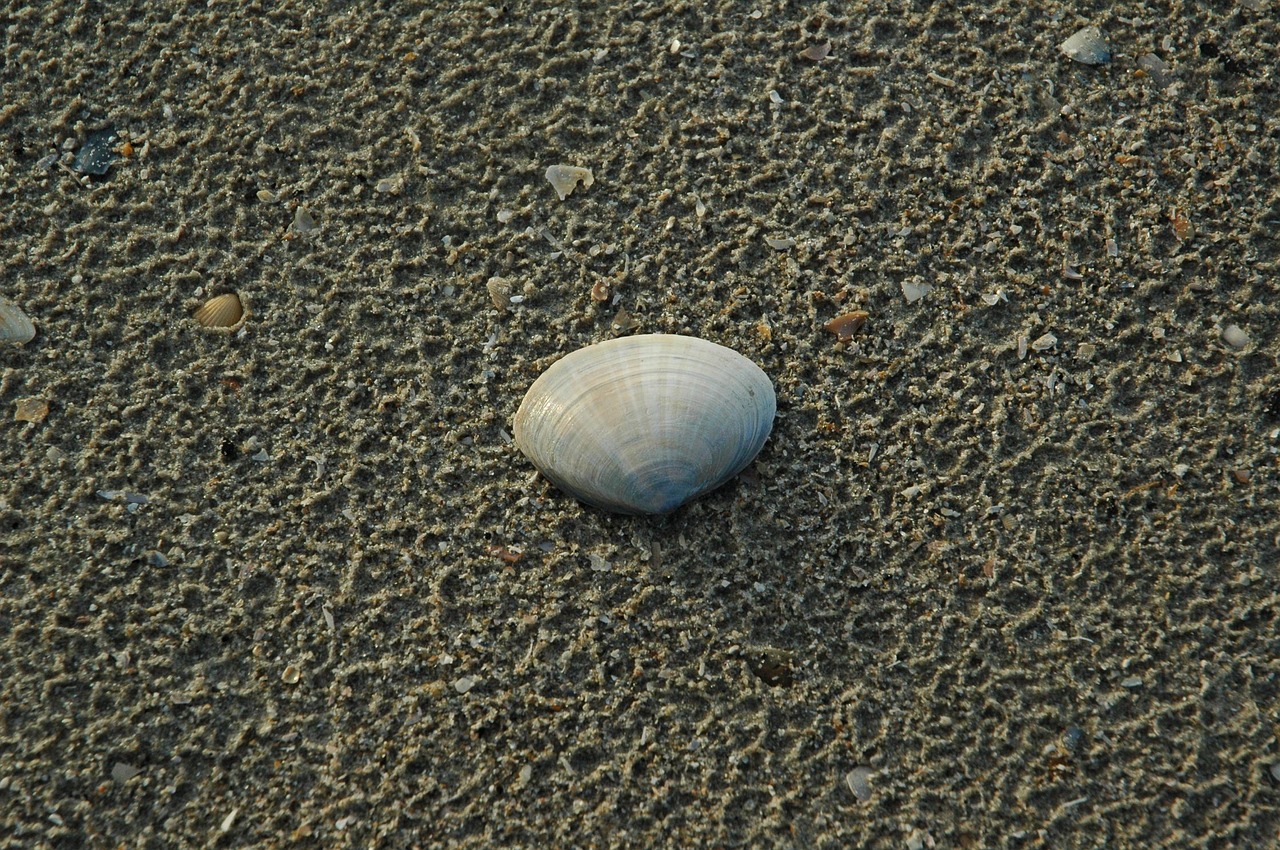shell north sea sand free photo