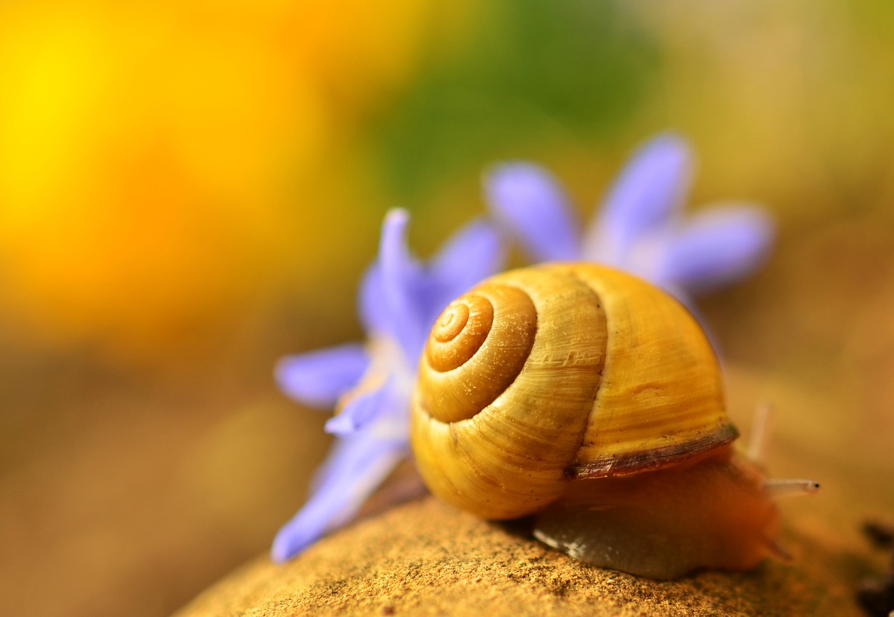 shell snail colorful free photo