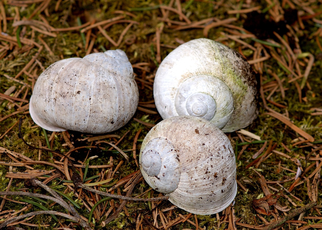 shell forest play free photo