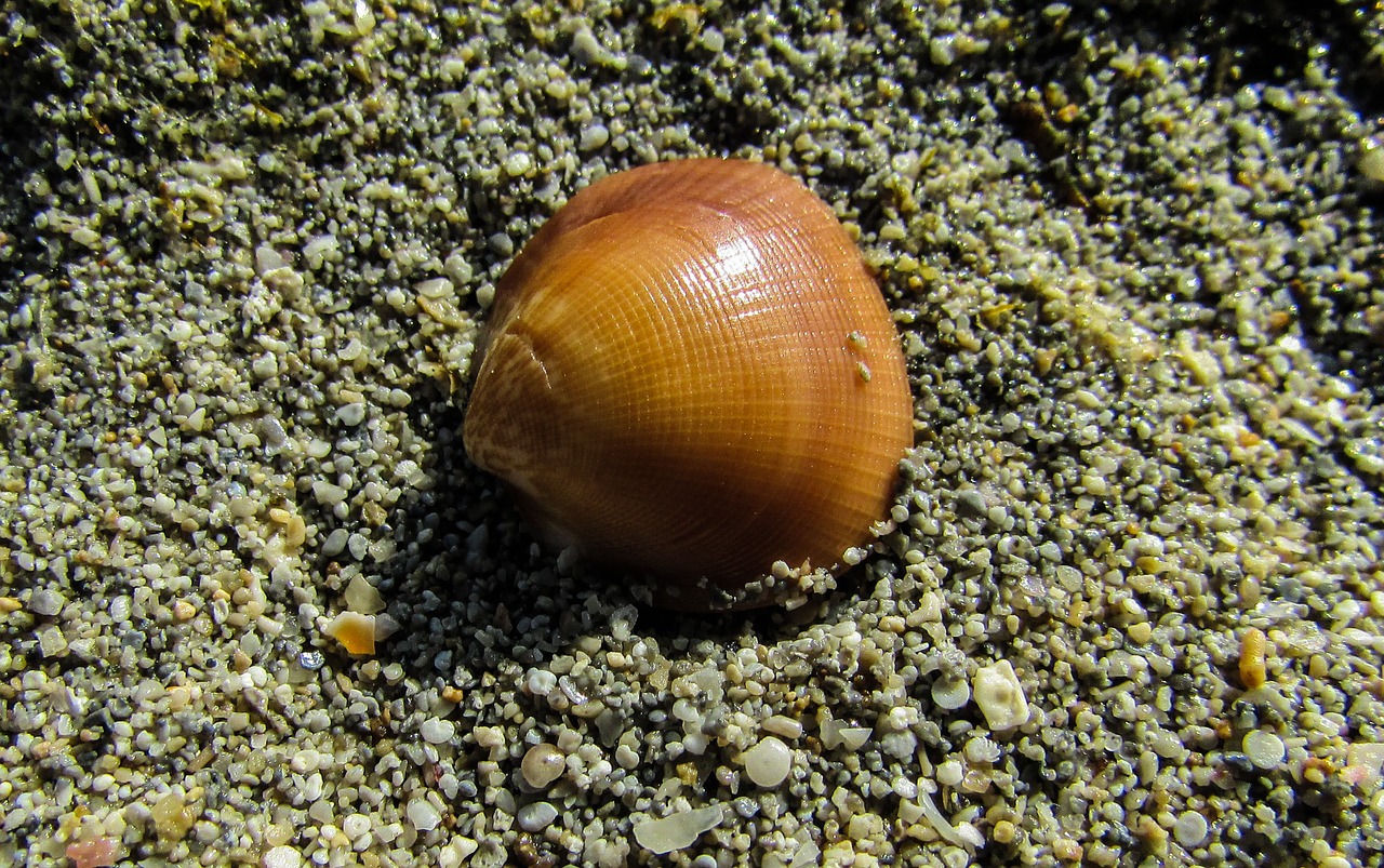 shell beach sea free photo