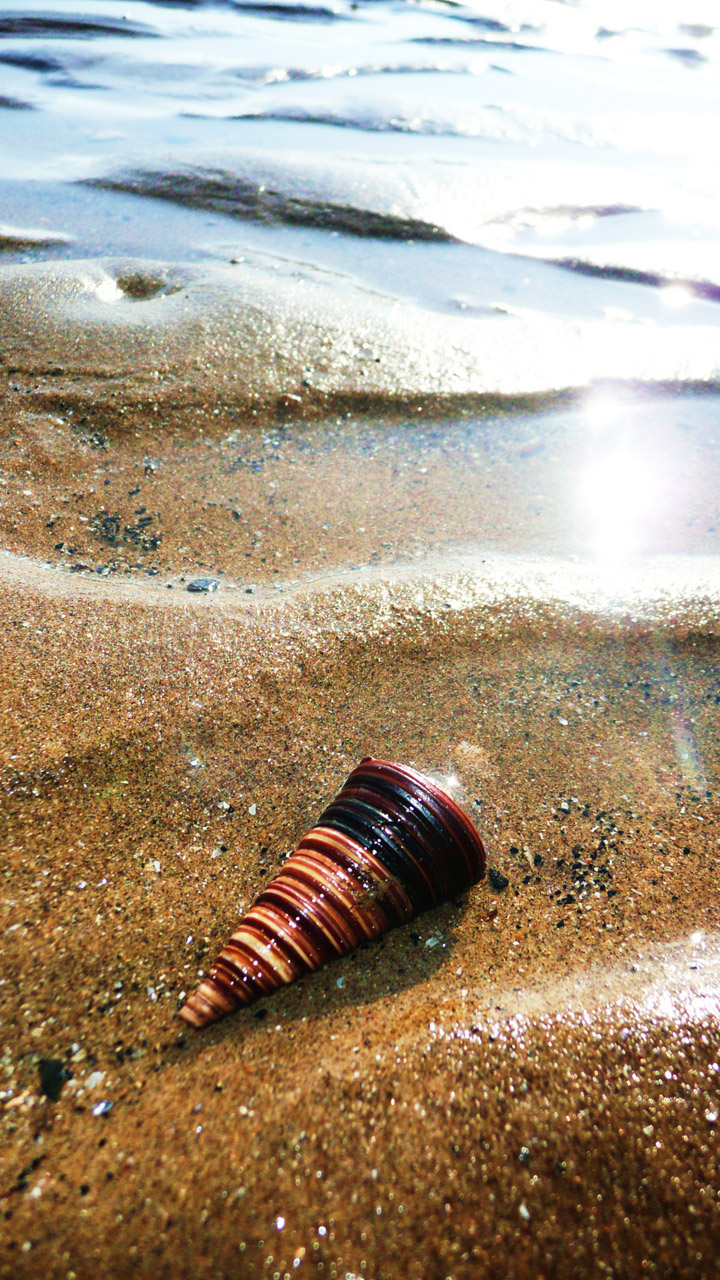 shell beach sand free photo