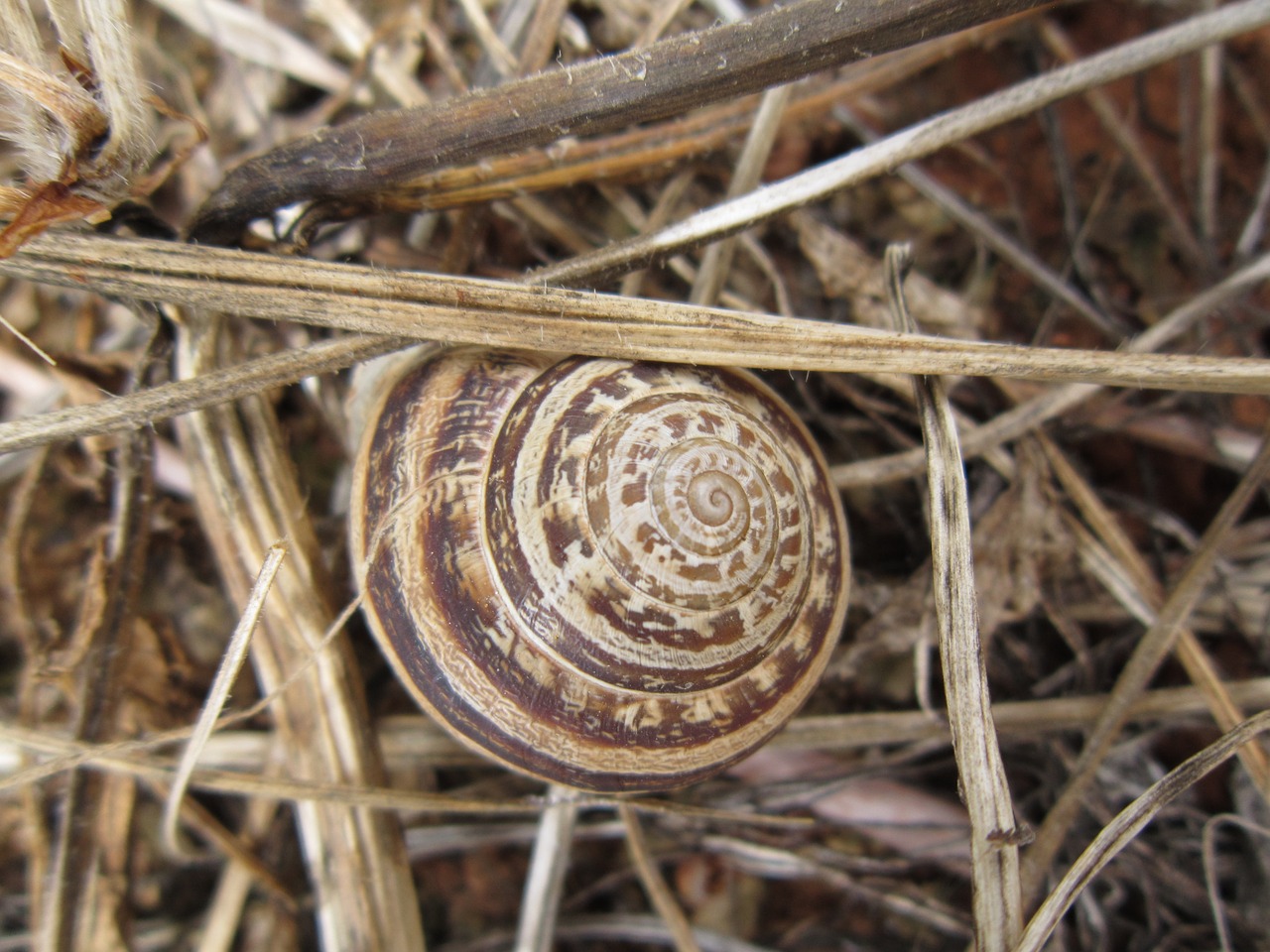 shell snail protection free photo