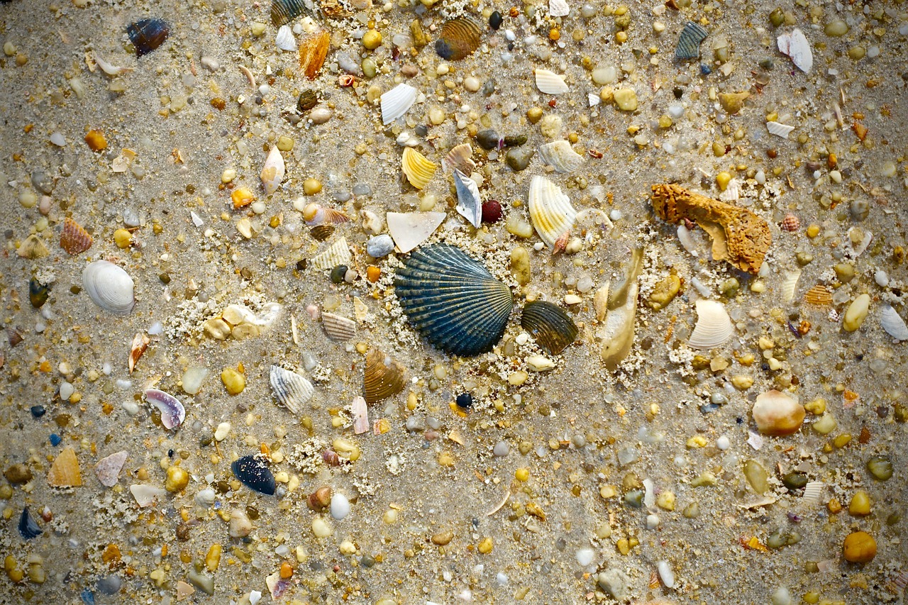 shell beach sand free photo