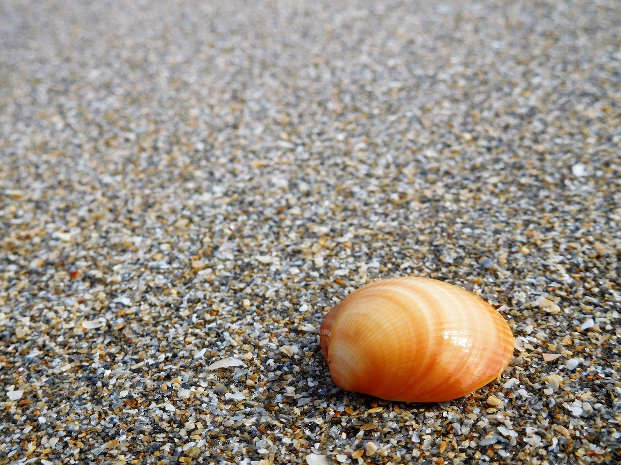 shell sand beach free photo