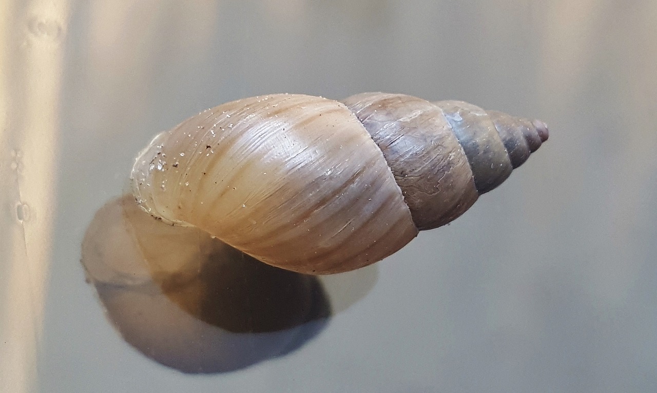 shell snail mollusk free photo