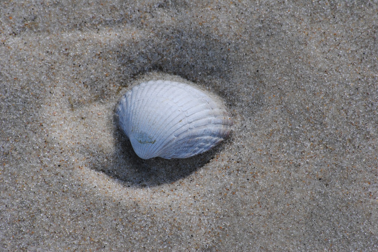 shell sand beach free photo