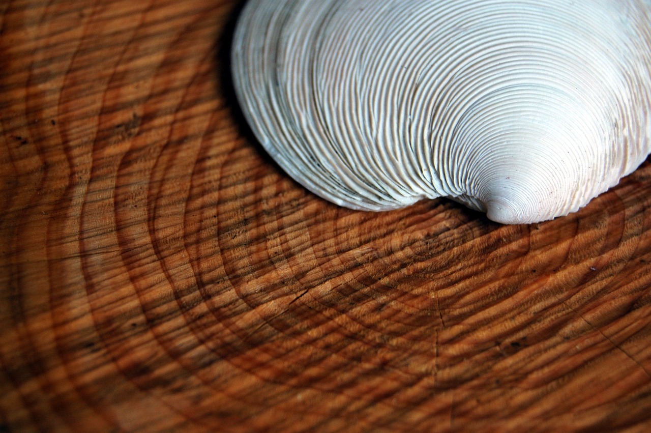 shell tree rings free photo