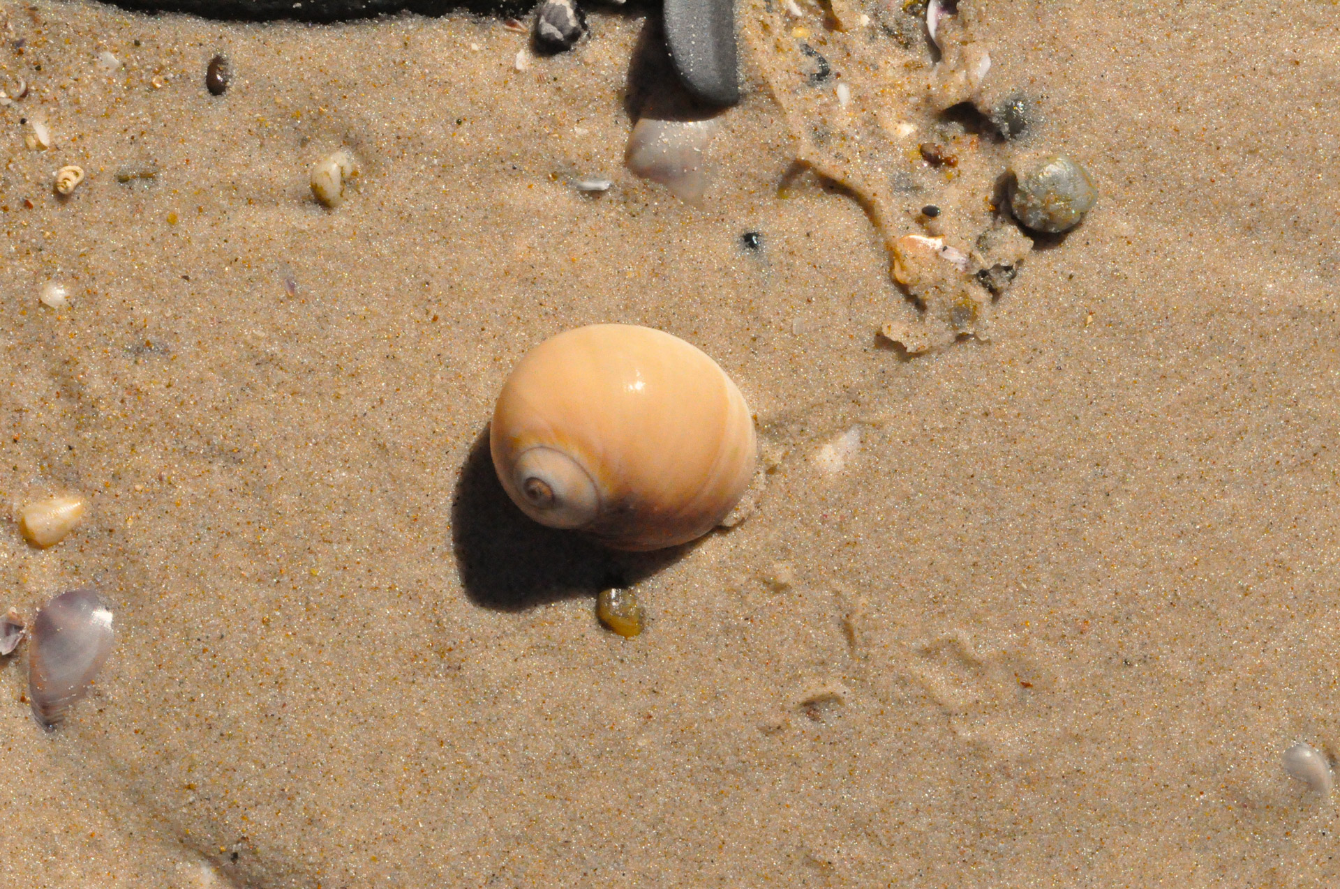 shell water beach free photo