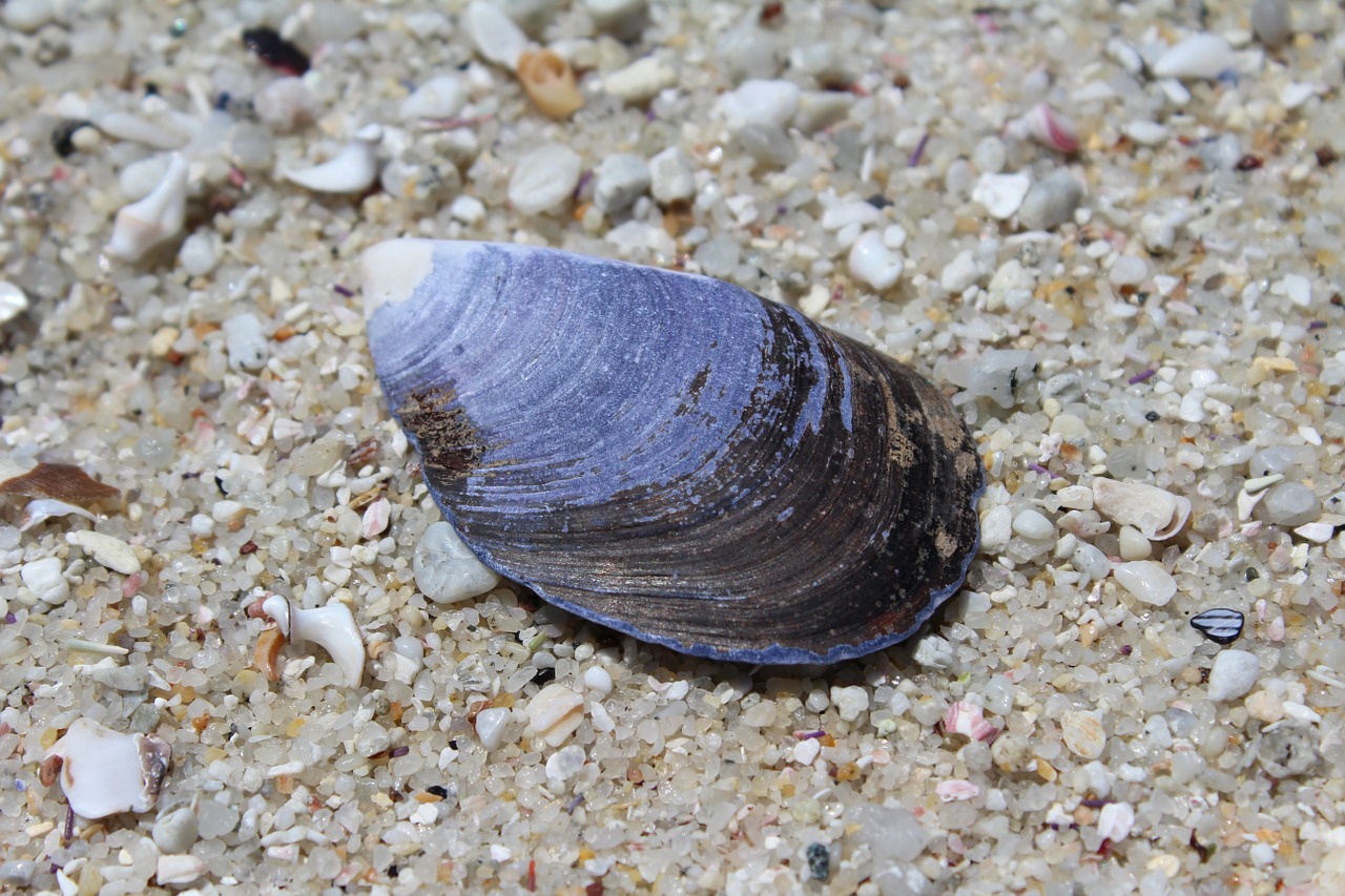 shell beach sea free photo