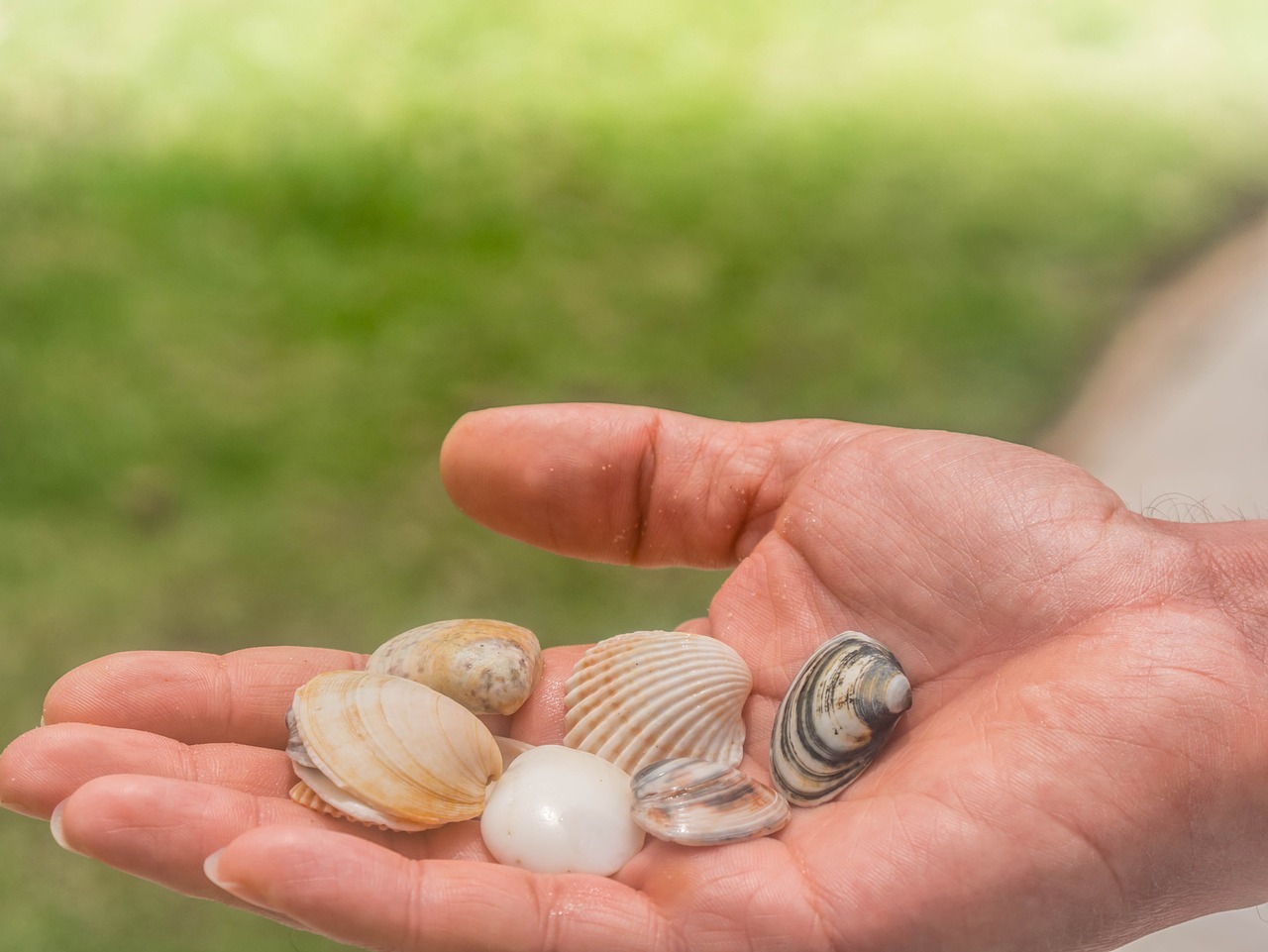 shell hand gift free photo